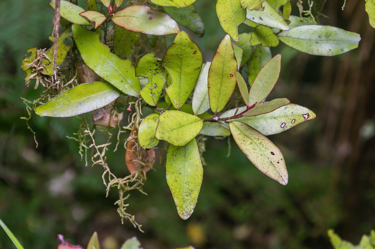 Pseudowintera colorata türünün doğrulanmış botanik fotoğrafı