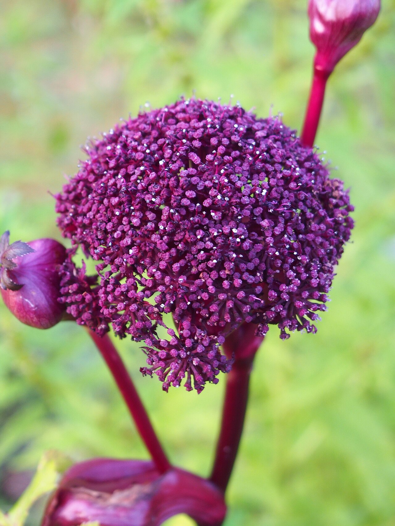 Angelica gigas türünün doğrulanmış botanik fotoğrafı