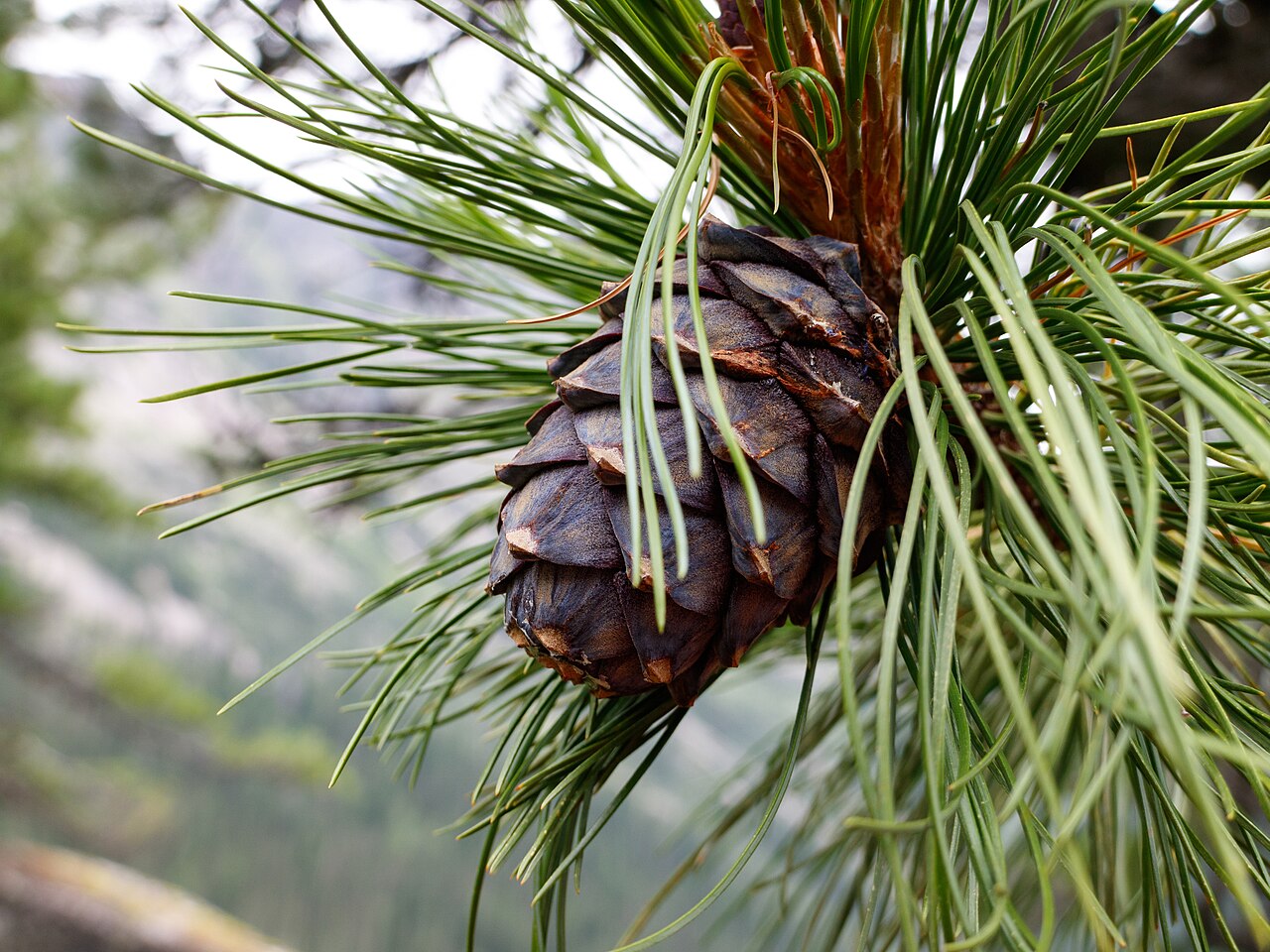 Pinus sibirica türünün doğrulanmış botanik fotoğrafı