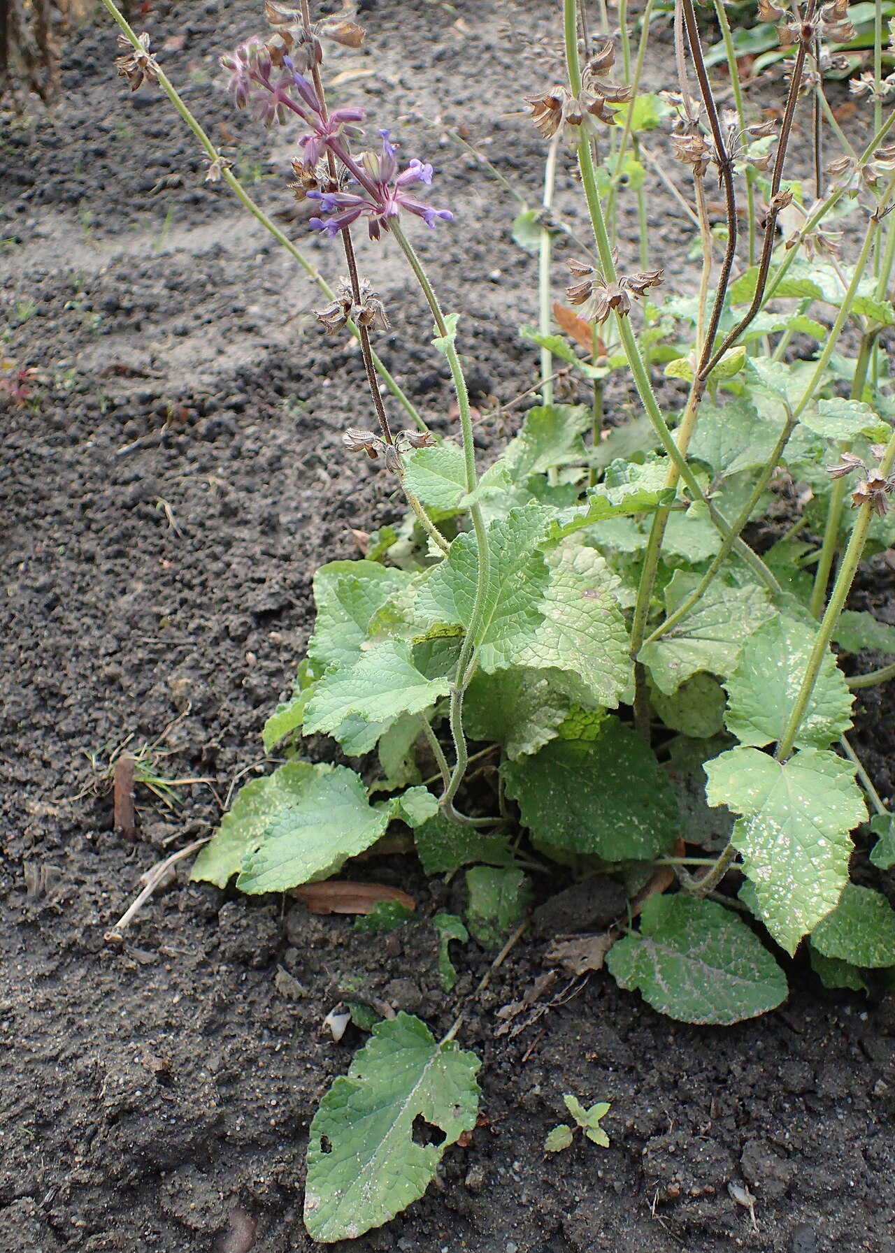 Salvia miltiorrhiza türünün doğrulanmış botanik fotoğrafı